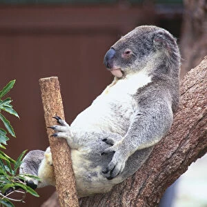 Australia, Sydney, Phascolarctos cinereus, family Phascolarctidae, Koala relaxing in a tree