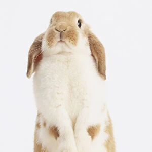 Brown and white Rabbit (Oryctolagus cuniculus) standing on its hind legs, front view