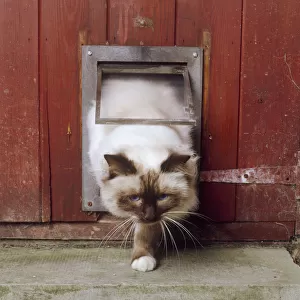 Cat going out through a cat flap, outside, one front paw on ground, head forward