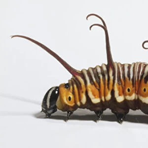 A caterpillar with orange, white, and black stripes, as well as flexible dorsal appendages