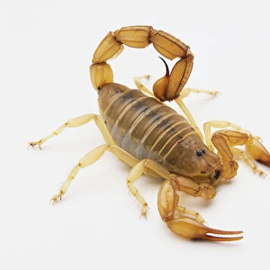 Desert Scorpion (Androctonus Amoreuxi)