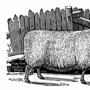 Dishley (New Leicester) sheep. Breed result of selective breeding programme by Robert Bakewell