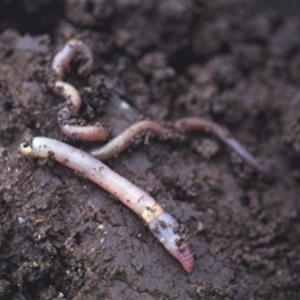 Earthworms (Annelida) in soil, close up