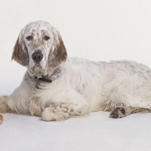 English Setter lying down with a dog bone, looking at camera