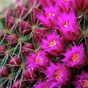 Flowers, Flowering cactus, Mammillaria rhodantha