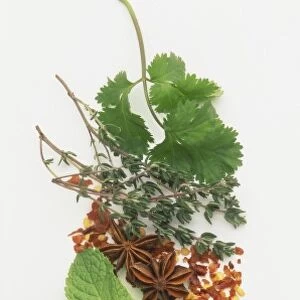Fresh Mint, Coriander, Basil, Parsley and Thyme leaves, and dried Saffron, Cinnamon, Lemongrass, Nutmeg, Chilli and Star Anise