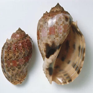 Harpa doris, overhead and underside view of two Rosy Harp Shells, thin short spire, small teeth and vertical ribs along the body, brown with pink and dark brown markings
