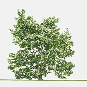 Illustration of Lithocarpus edulis (Japanese Stone Oak), an evergreen tree native to Japan