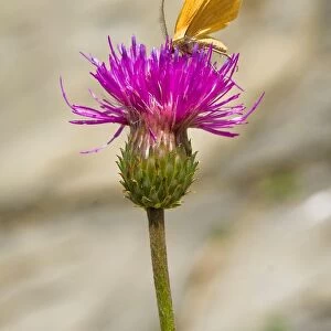 Italy. Lombardia. Val di Scalve. Orobie Mountain. Butterfly on flower