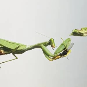 Praying mantis catching its prey