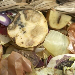Rotting food on compost heap