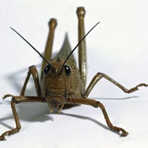 Short-Horned Grasshopper, detail of jointed legs and narrow face with two large black compound eyes and short antennae