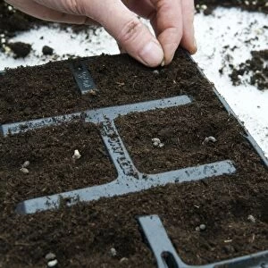 Sowing seeds in seed tray, close-up