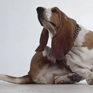 A squat brown and white Basset Hound scratches with its hind leg under its long dangling ear