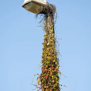 Street lamp overgrown with Ivy in Oxford