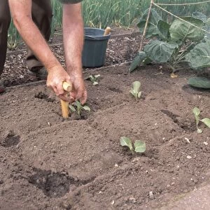 Transplanting cabbage seedlings, holding plant at correct depth and firming by pushing the dibber sideways towards roots, close-up