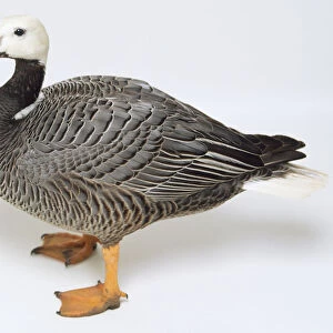 Side view of an Emperor Goose with its white head in profile, a heavy body, barred plumage pattern, long legs and webbed feet