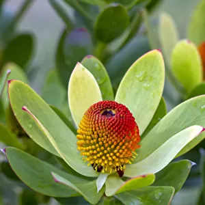 Proteaflower Leucadendron laureolum x strobilinum or Summer Sun