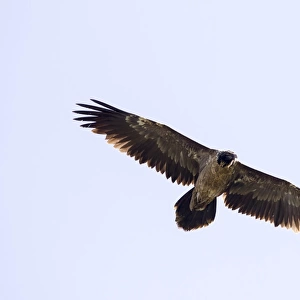 A bearded vulture flying high