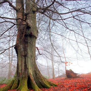 Beech tree in mist with red flower forest