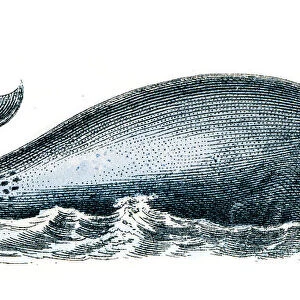 Blue whale engraving 1872