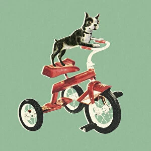 Boston Terrier Riding a Bike