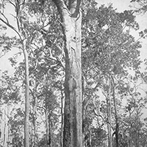 Brazil, trees in the Brazilian jungle, Brazil, trees in the Brazilian jungle, ca 1880, historical, digital reproduction of a 19th century original, original date unknown