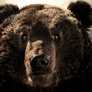 a Brown bear face shot