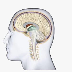 Digital illustration of head in profile showing pituitary tumour in human brain
