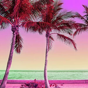 Dreamlike picture of colorful view of the palm trees in Miami