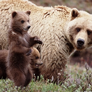 Female brown bear (Ursus arctos) with cubs, close-up