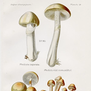 Gypsy mushroom 1891