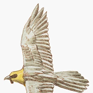 Illustration of Lammergeier or Bearded Vulture (Gypaetus barbatus) in flight