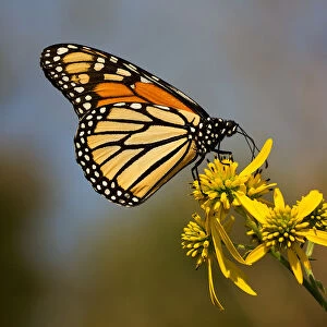 Monarch Butterfly Atop Wingstem Flowers