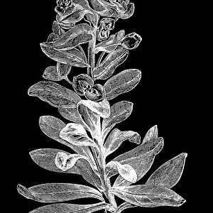 Old engraved illustration of Botany, wood spurge (Euphorbia amygdaloides) a species of flowering plant in the family Euphorbiaceae