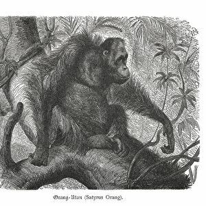 Orangutan (Pongo abelii), wood engraving, published in 1897