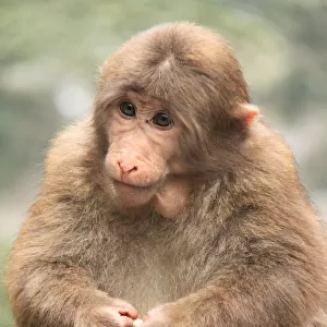 Pretty Monkey of Emeishan