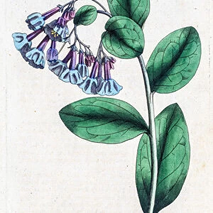 Pulmonaria plant