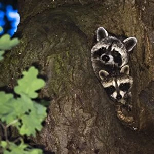 Two Raccoons (Procyon lotor), fawn with young animal, looking out of an oak tree cave