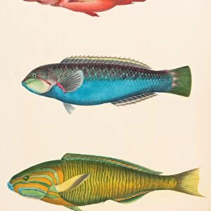 Tropical asian fishes illustration 1856
