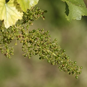 Unripe grapes -Vitis vinifera subsp. vinifera-, Wachau, Lower Austria, Austria, Europe