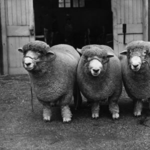 Three Woolly Sheep