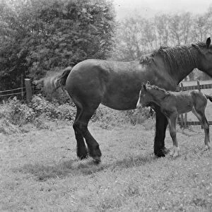A mare with her colt. 1937