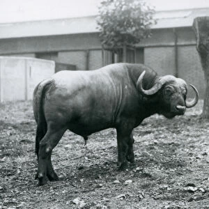 An African Buffalo, or Cape Buffalo, standing in his paddock at London Zoo