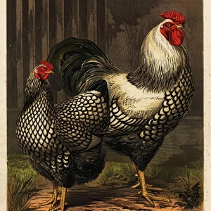 American Wyandotte chickens, 1890 (chromolithograph)