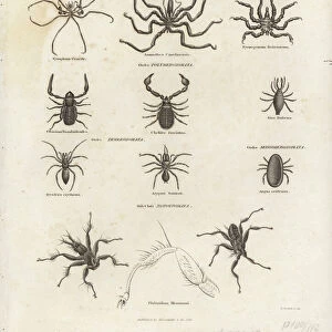 Arachnides (engraving)