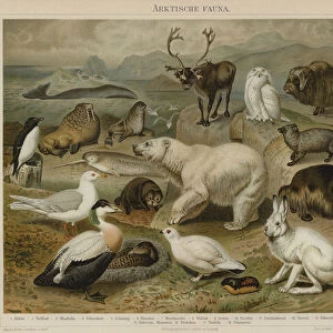 Arctic fauna (colour litho)