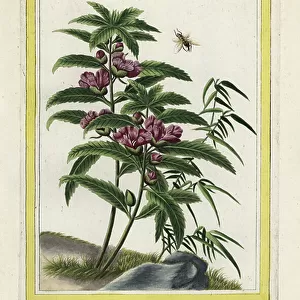 The Balsamine of China. Himalayan jewelweed, Impatiens glandulifera. Handcoloured etching from Pierre Joseph Buchoz Precious and illuminated collection of the most beautiful and curious flowers