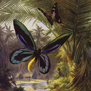 Beautiful Butterflies: Troides Alexandrae, the largest of all butterflies (colour litho)