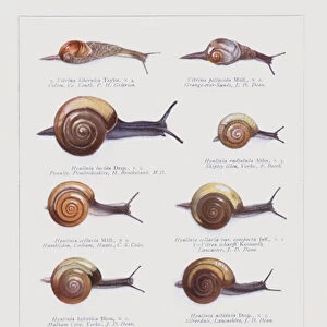 British Zonitidae (true glass snails) (colour litho)